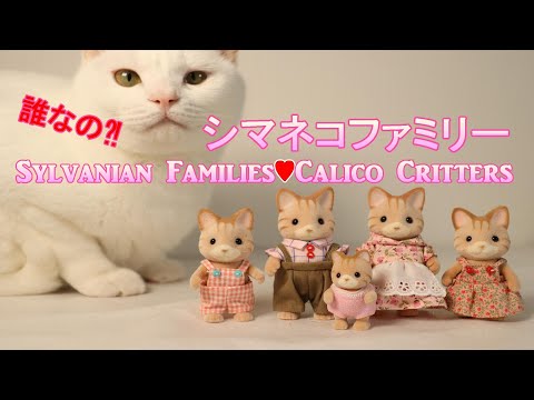 【開封】unboxing Japan ver. Striped Cat Family・シマネコファミリー ☆シルバニアファミリー☆CalicoCritters【SylvanianFamilies】
