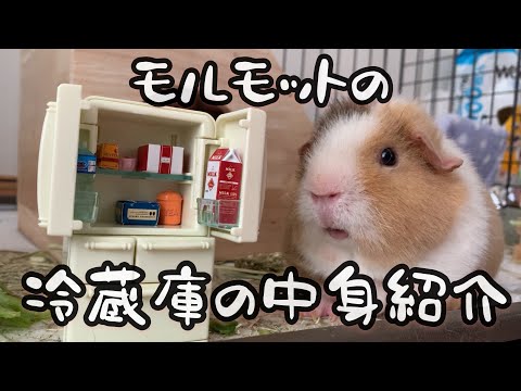 モルモットの冷蔵庫の中身！